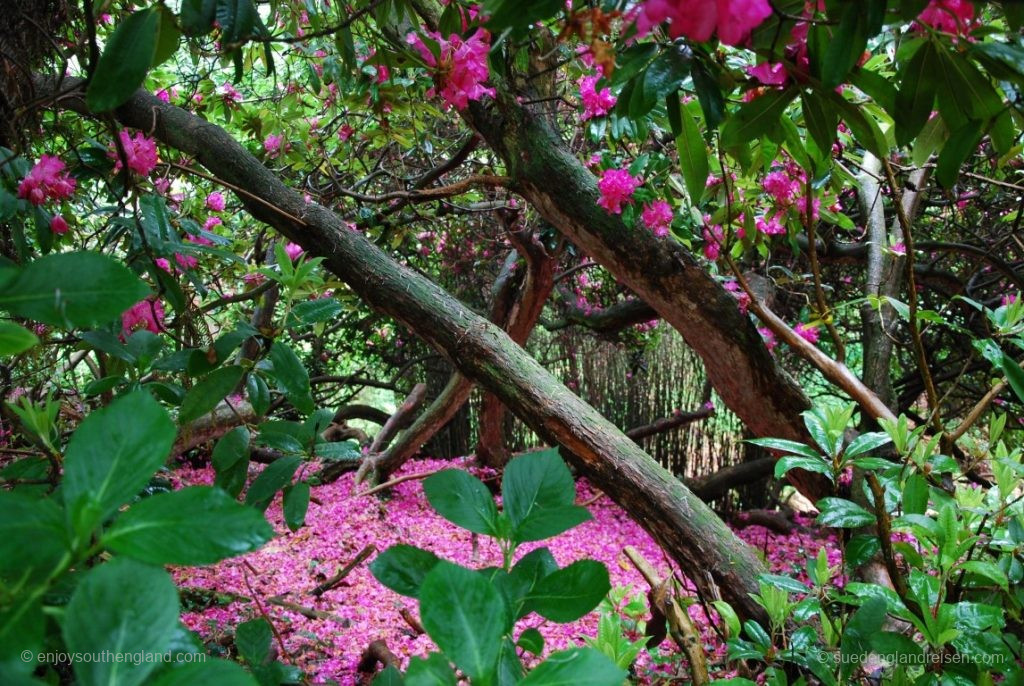 in den Lost Gardens of Heligan (Cornwall)