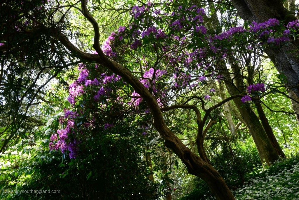 im Trebah Garden (Cornwall)