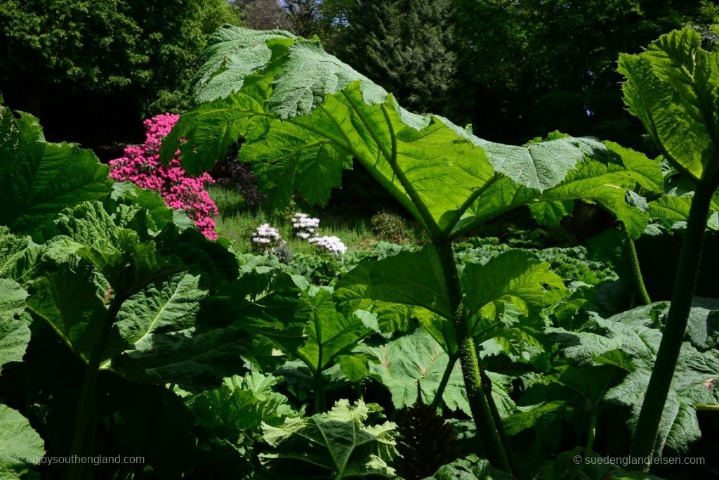 im Trebah Garden (Cornwall)