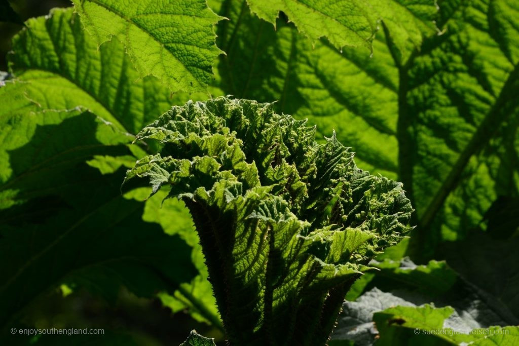 im Trebah Garden (Cornwall)