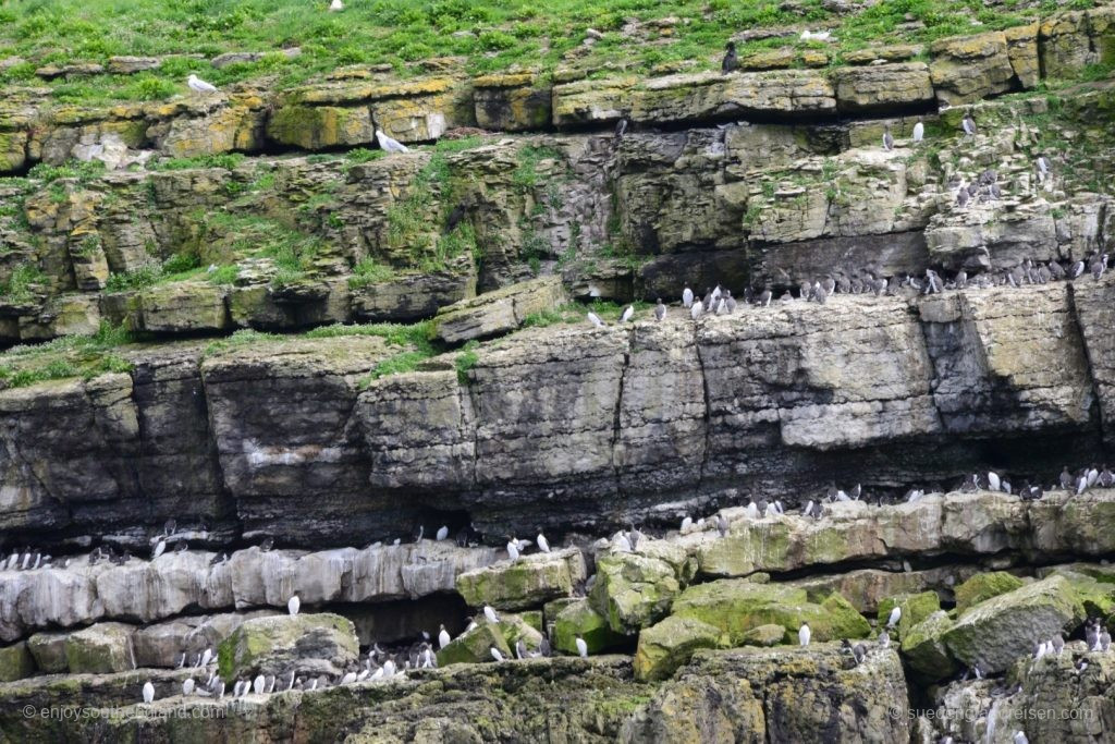 Bootsfahrt nach Puffin Island