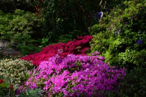 Bodnant Garden