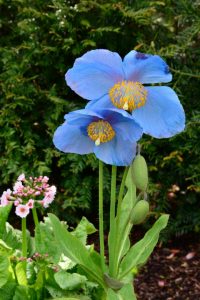 Bodnant Garden