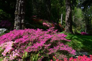 Bodnant Garden