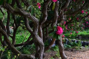 Bodnant Garden