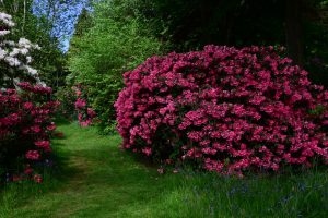 im Garten von Chirk Castle