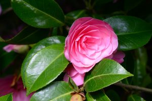 Hergest Croft Garden