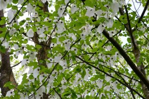 Ein "Taschentuch-Baum" im Hergest Croft Garden