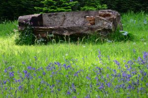 Hergest Croft Garden