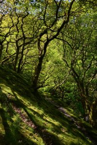 Wanderung bei den Dolgoch Falls