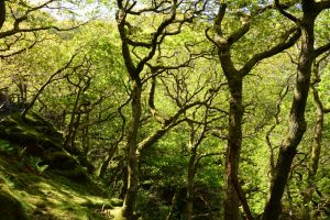 Wanderung bei den Dolgoch Falls