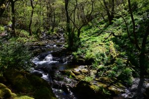 Wanderung bei den Dolgoch Falls