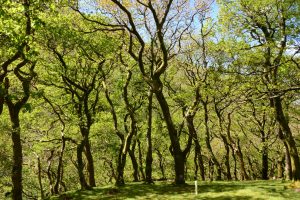 Wanderung bei den Dolgoch Falls